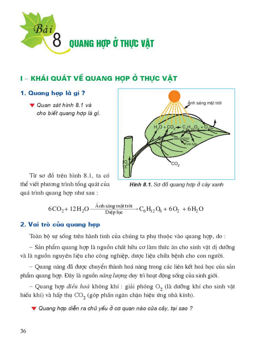 Bài 8: Quang Hợp Ở Thực Vật