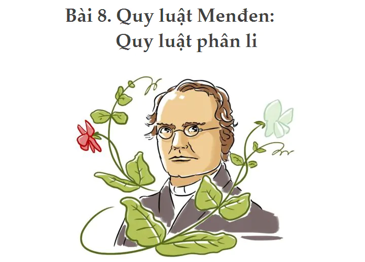 Bài 8. Quy luật Menđen: Quy luật phân li
