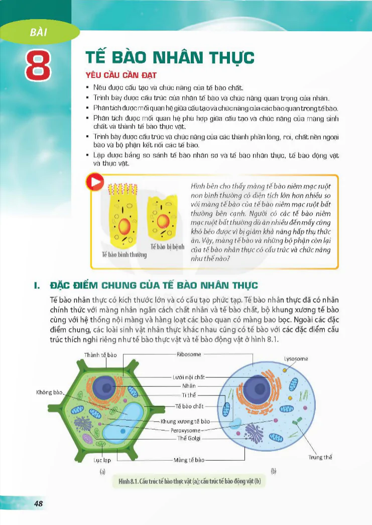 Bài 8: Tế bào nhân thực