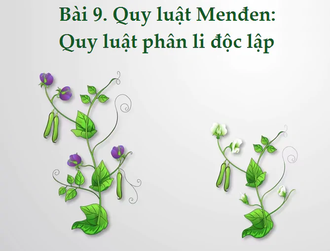 Bài 9. Quy luật Menđen: Quy luật phân li độc lập