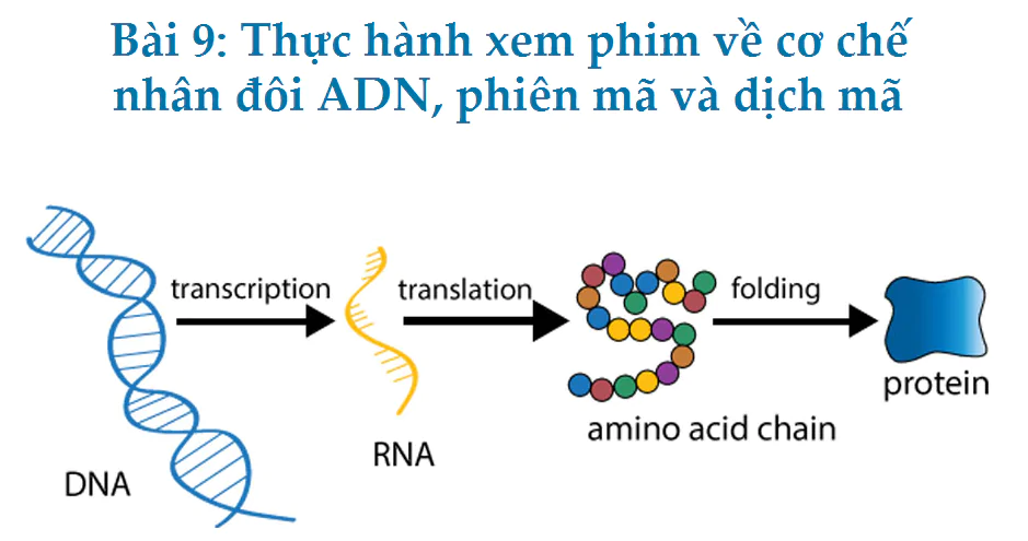 Bài 9: Thực hành xem phim về cơ chế nhân đôi ADN, phiên mã và dịch mã