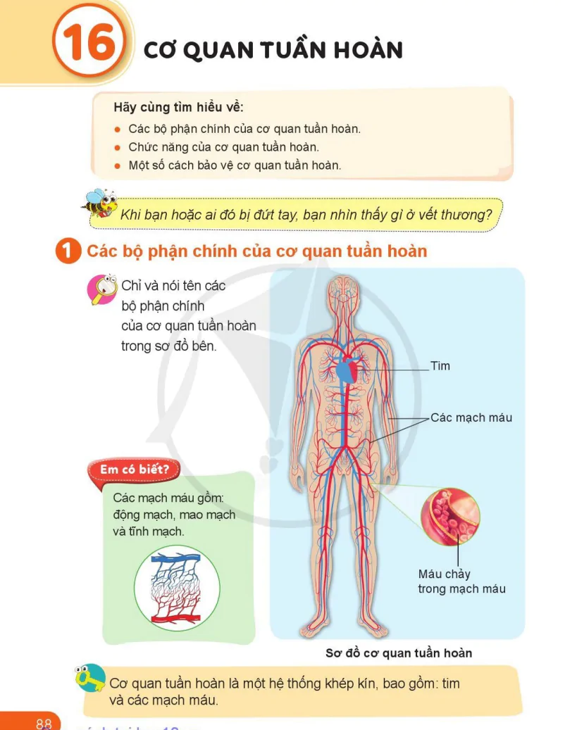 Bài 16: Cơ Quan Tuần Hoàn