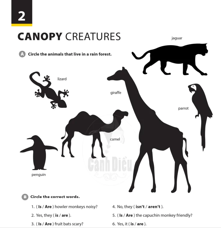 Canopy creatures