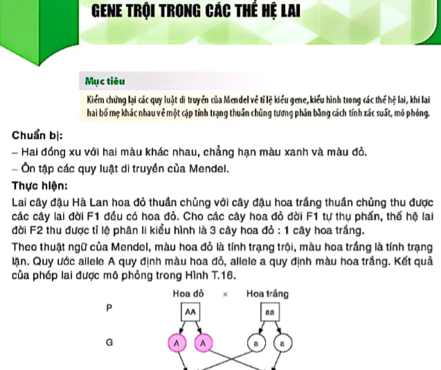 Gene trội trong các thế hệ lai