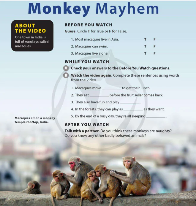 Monkey Mayhem