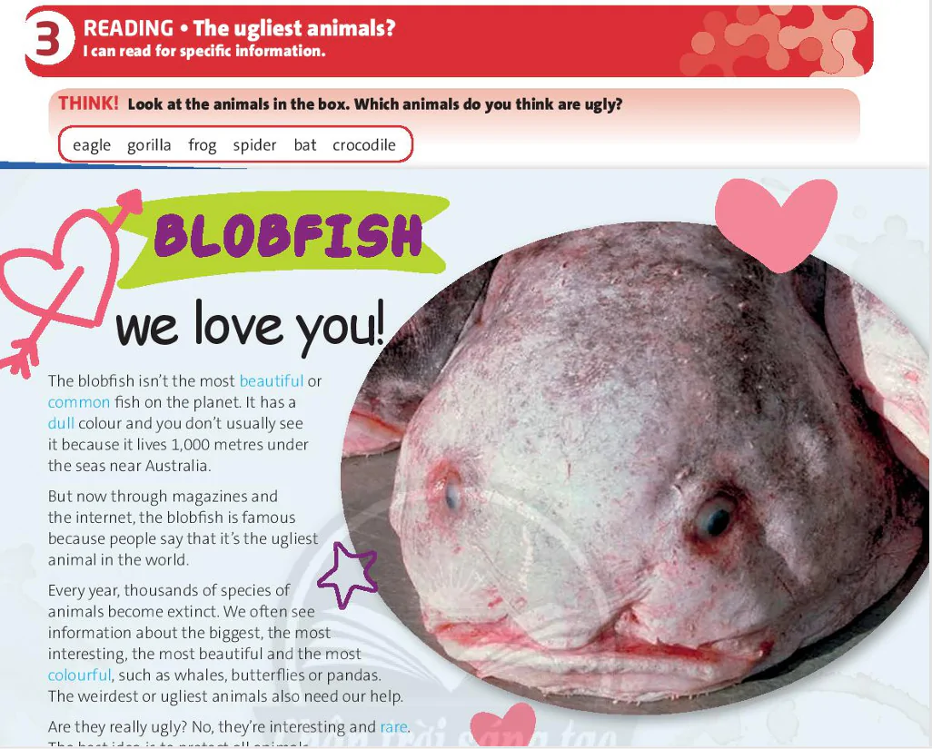 Reading: The ugliest animals?