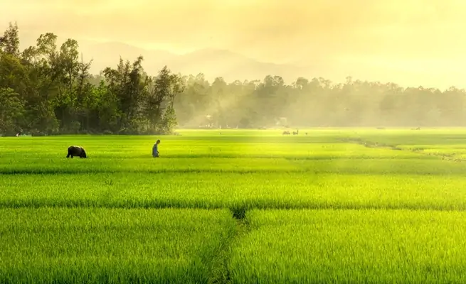 Tập đọc: Ca dao về lao động sản xuất