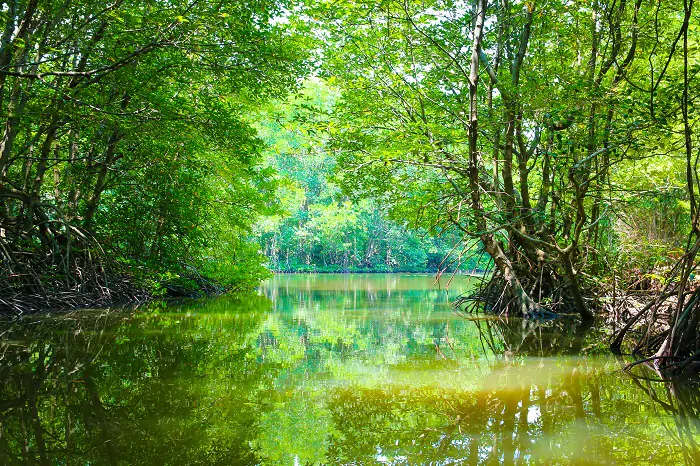 Tập đọc: Trồng rừng ngập mặn