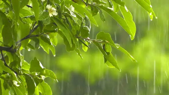 Tập làm văn: Luyện tập tả cảnh (tiếp theo)