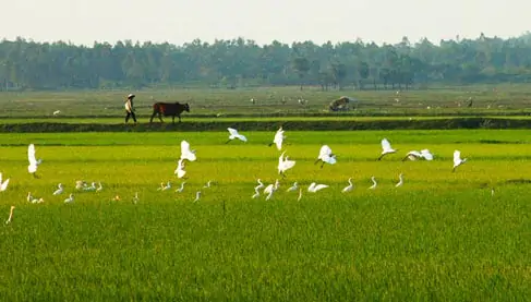 Tập làm văn: Luyện tập tả cảnh