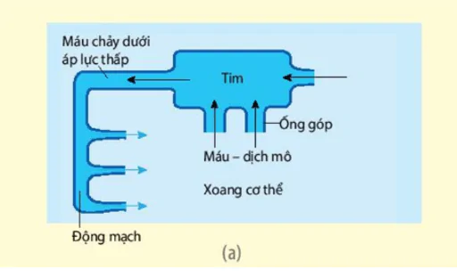 hinh-anh-bai-10-tuan-hoan-o-dong-vat-3651-0