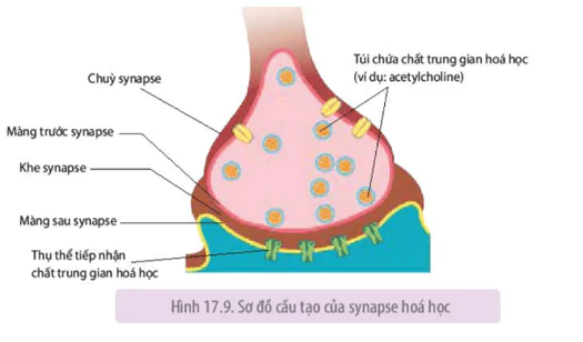 hinh-anh-bai-17-cam-ung-o-dong-vat-3659-0