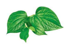 hinh-anh-bai-3-ot-ot-ot-460-2