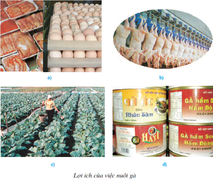 hinh-anh-bai-10-loi-ich-cua-viec-nuoi-ga-1815-0