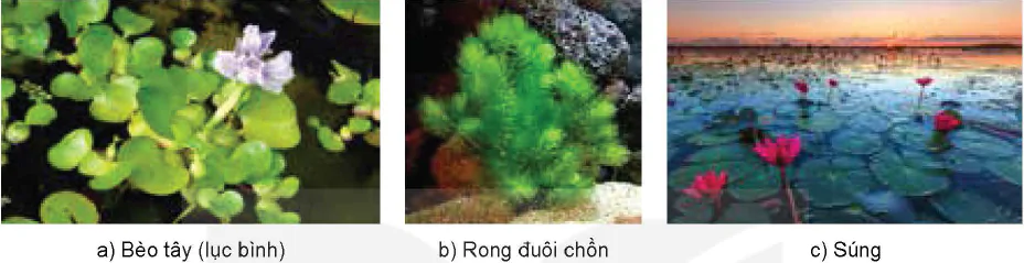 hinh-anh-bai-10-gioi-thieu-ve-moi-truong-nuoi-thuy-san-12228-3
