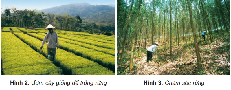 hinh-anh-bai-11-lam-nghiep-va-thuy-san-441-2 hinh-anh-bai-11-lam-nghiep-va-thuy-san-441-2