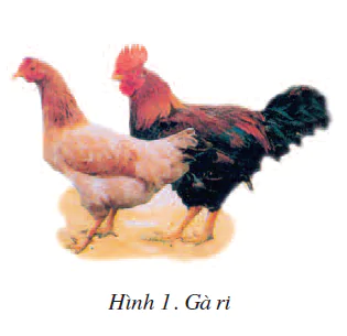 hinh-anh-bai-11-mot-so-giong-ga-duoc-nuoi-nhieu-o-nuoc-ta-1816-0