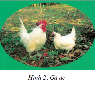 hinh-anh-bai-11-mot-so-giong-ga-duoc-nuoi-nhieu-o-nuoc-ta-1816-1