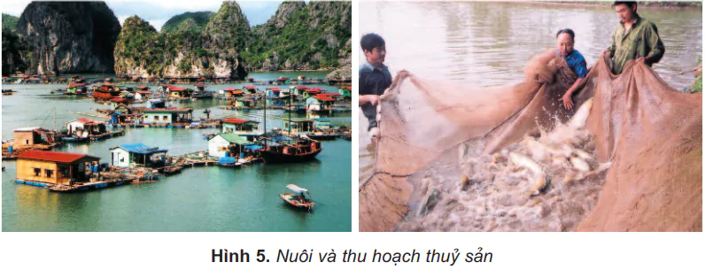 hinh-anh-bai-11-lam-nghiep-va-thuy-san-441-4 hinh-anh-bai-11-lam-nghiep-va-thuy-san-441-4