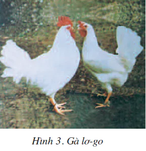 hinh-anh-bai-11-mot-so-giong-ga-duoc-nuoi-nhieu-o-nuoc-ta-1816-2