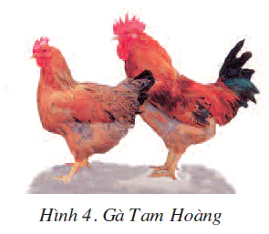 hinh-anh-bai-11-mot-so-giong-ga-duoc-nuoi-nhieu-o-nuoc-ta-1816-3