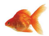 hinh-anh-bai-1-ang-ang-ang-474-1