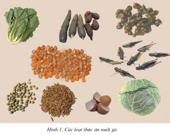 hinh-anh-bai-12-thuc-an-nuoi-ga-1817-0