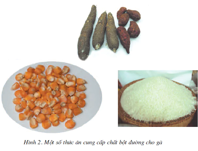 hinh-anh-bai-12-thuc-an-nuoi-ga-1817-1