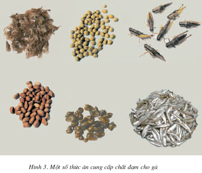 hinh-anh-bai-12-thuc-an-nuoi-ga-1817-2