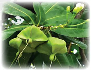hinh-anh-bai-3-nu-hoang-cua-dao-941-1