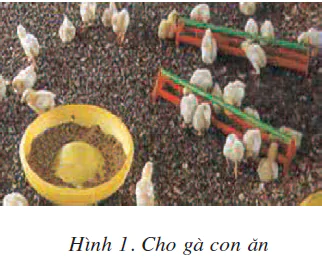 hinh-anh-bai-13-nuoi-duong-ga-1818-0