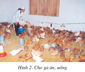 hinh-anh-bai-13-nuoi-duong-ga-1818-1