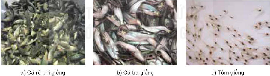 hinh-anh-bai-13-vai-tro-cua-giong-thuy-san-12232-2