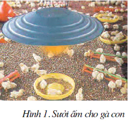 hinh-anh-bai-14-cham-soc-ga-1819-0