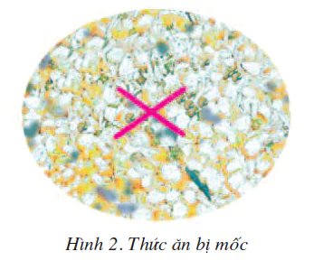 hinh-anh-bai-14-cham-soc-ga-1819-1