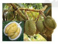 hinh-anh-bai-1-ieng-yeng-510-1