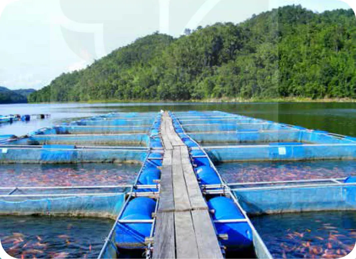 hinh-anh-bai-19-cong-nghe-nuoi-mot-so-loai-thuy-san-pho-bien-o-viet-nam-12286-0