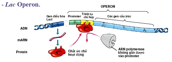 hinh-anh-bai-3-dieu-hoa-hoat-dong-gen-3386-1