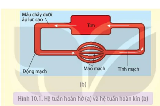 hinh-anh-bai-10-tuan-hoan-o-dong-vat-3651-1