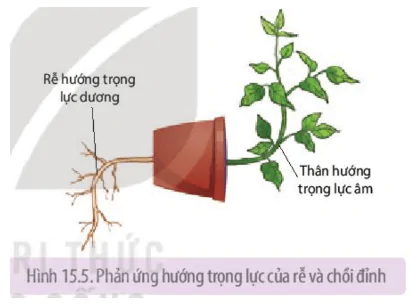 hinh-anh-bai-15-cam-ung-o-thuc-vat-3657-1