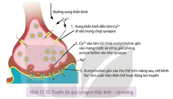 hinh-anh-bai-17-cam-ung-o-dong-vat-3659-1