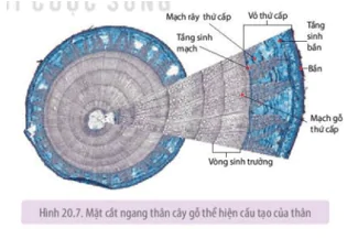 hinh-anh-bai-20-sinh-truong-va-phat-trien-o-thuc-vat-3664-1