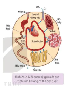 hinh-anh-bai-28-moi-quan-he-giua-cac-qua-trinh-sinh-li-trong-co-the-sinh-vat-3673-1