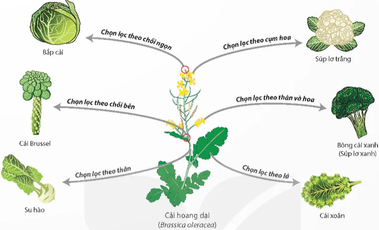 hinh-anh-bai-20-quan-niem-cua-darwin-ve-chon-loc-tu-nhien-va-hinh-thanh-loai-12982-1