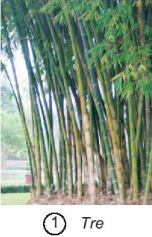 hinh-anh-bai-22-tre-may-song-1423-0