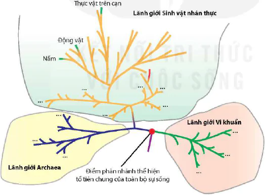 hinh-anh-bai-22-tien-hoa-lon-va-qua-trinh-phat-sinh-chung-loai-12985-3