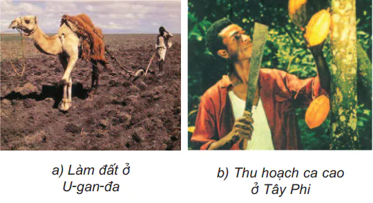 hinh-anh-bai-24-chau-phi-tiep-theo-473-1