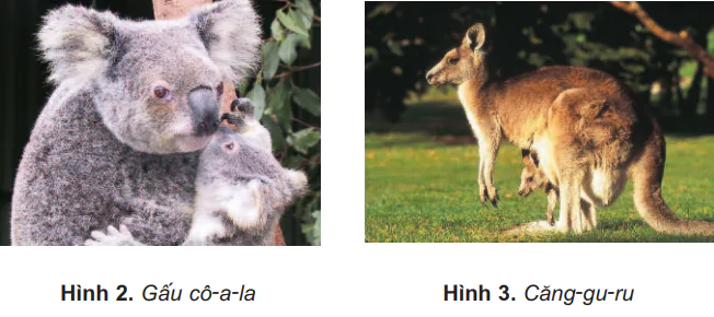 hinh-anh-bai-27-chau-dai-duong-va-chau-nam-cuc-481-1