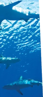 hinh-anh-2f-reading-lost-at-sea-11383-3