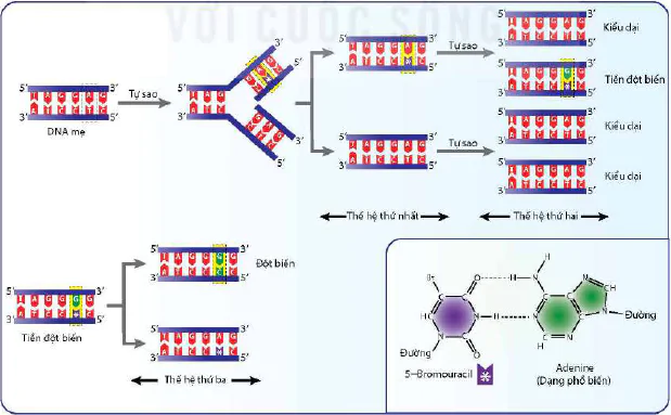 hinh-anh-bai-4-dot-bien-gene-12913-0